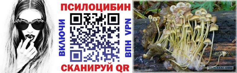 Галлюциногенные грибы Psilocybine cubensis  купить  цена  Сосновый Бор 