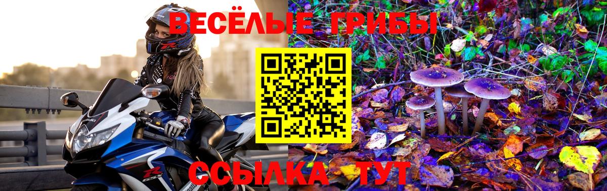 Псилоцибиновые грибы Cubensis  Сосновый Бор  Галлюциногенные грибы мицелий 